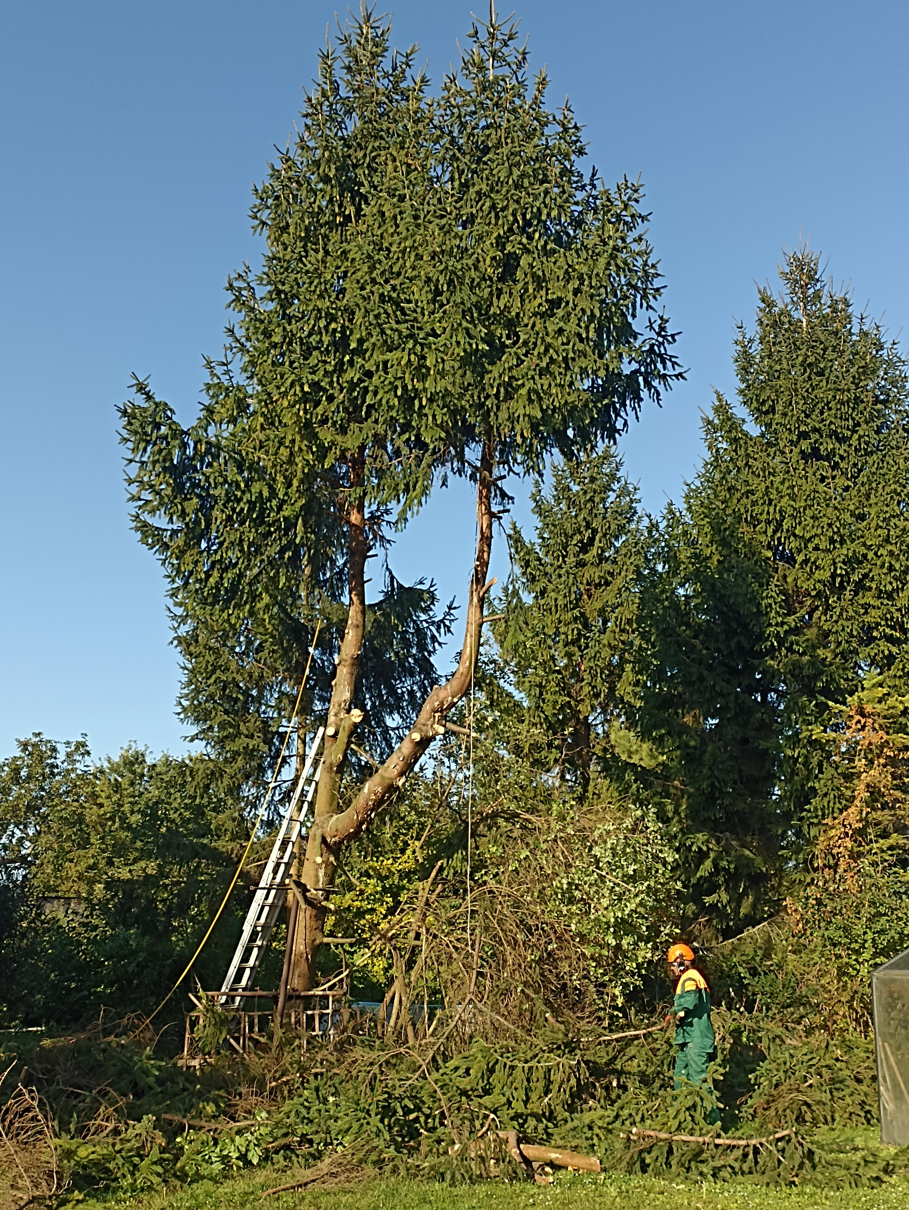 Petr Vocásek - rizikové kácení foto 4