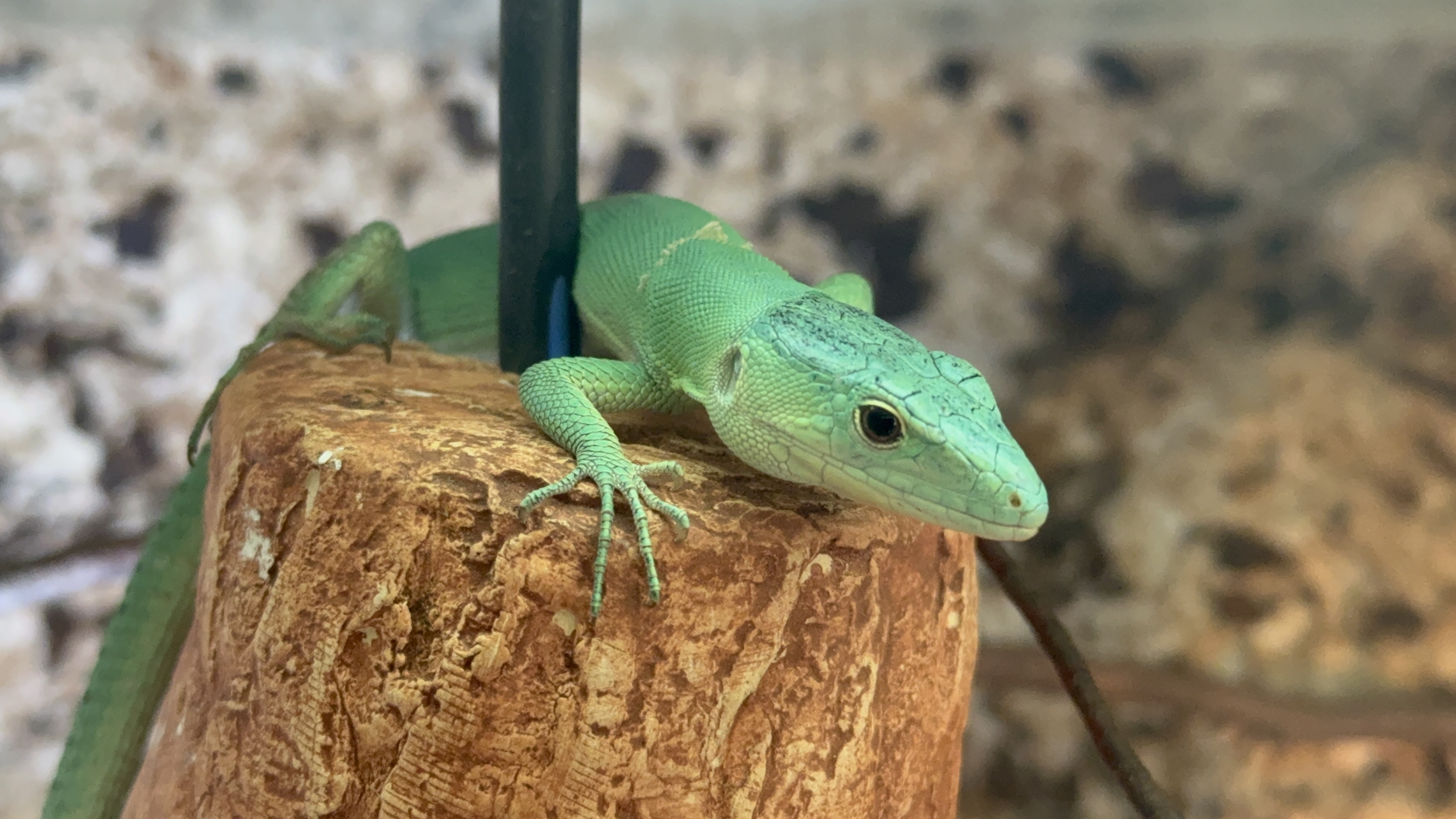 Dřevěná Exotika na ranči Bítovany foto 3