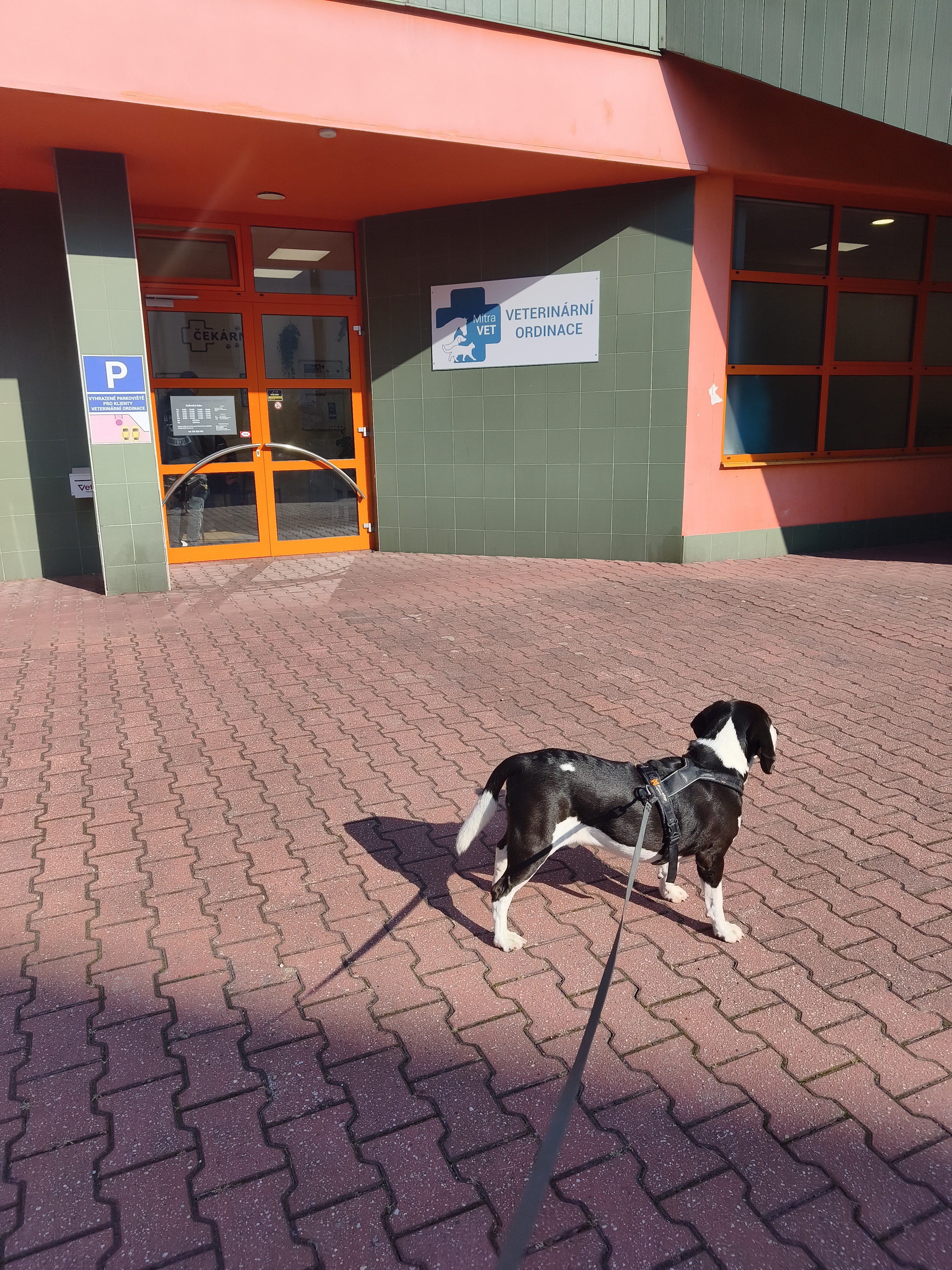 Veterinární ordinace MitraVET foto 2