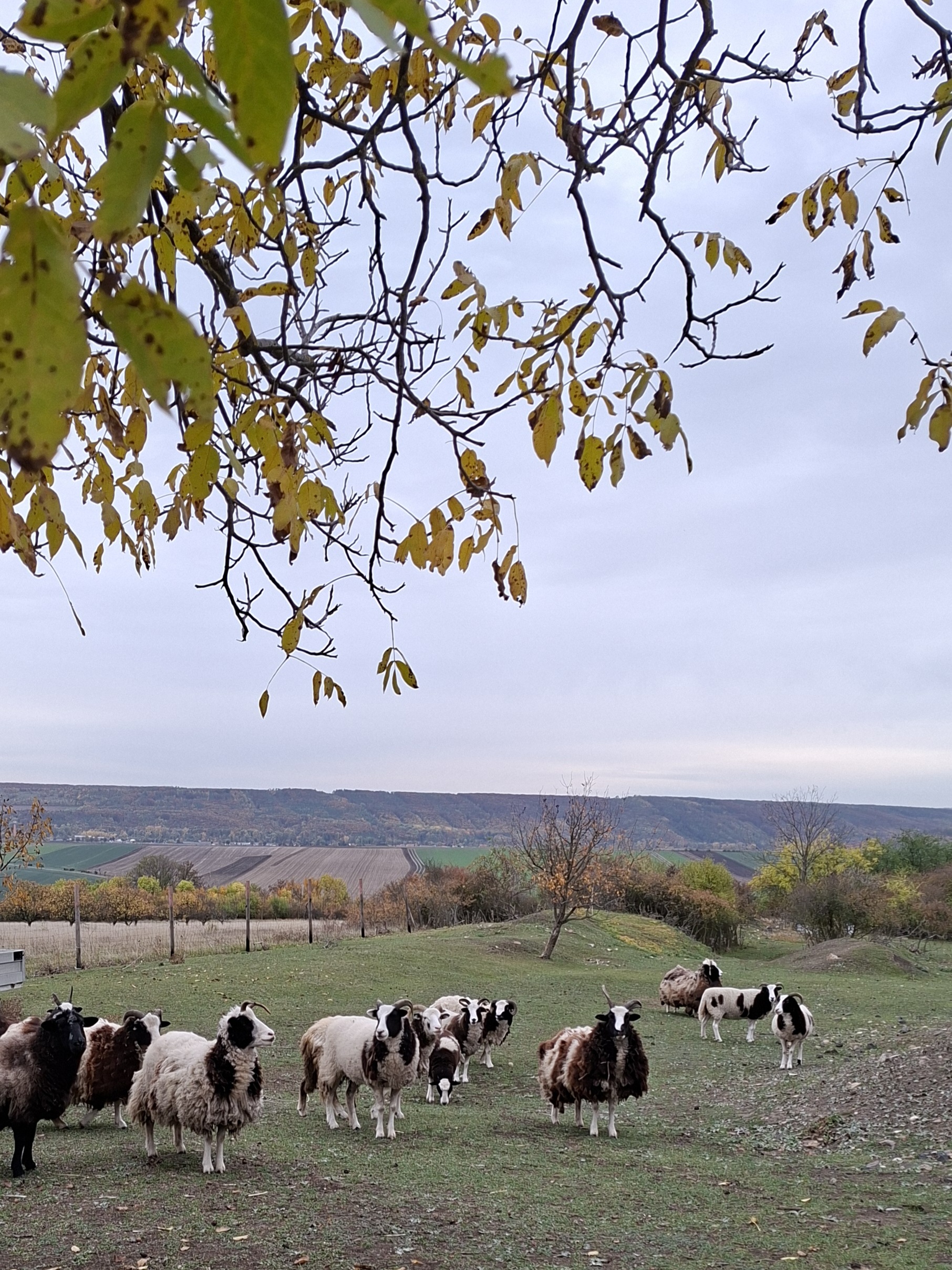 FARMA Holubí Dům pod Hazmburkem foto 5